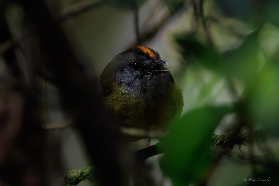 Birding Medellín: Top Spots for an Unforgettable Birdwatching Experience