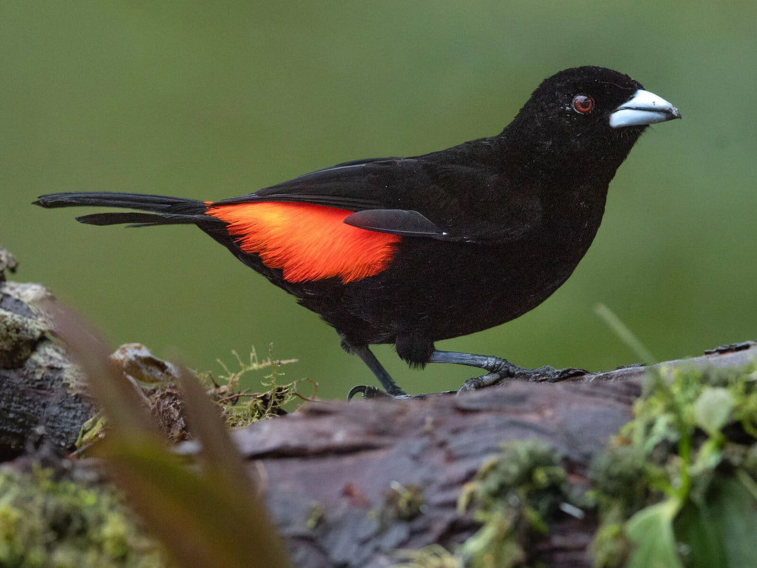 Birding in Medellín? 5 Reasons to Book a Tour in Town