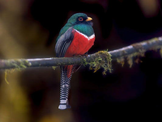Top 15 birds to watch in Medellin this 2025