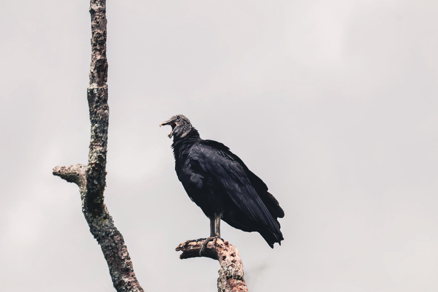 Birding Medellin Tour (Private Tour) Medellin Real Adventure