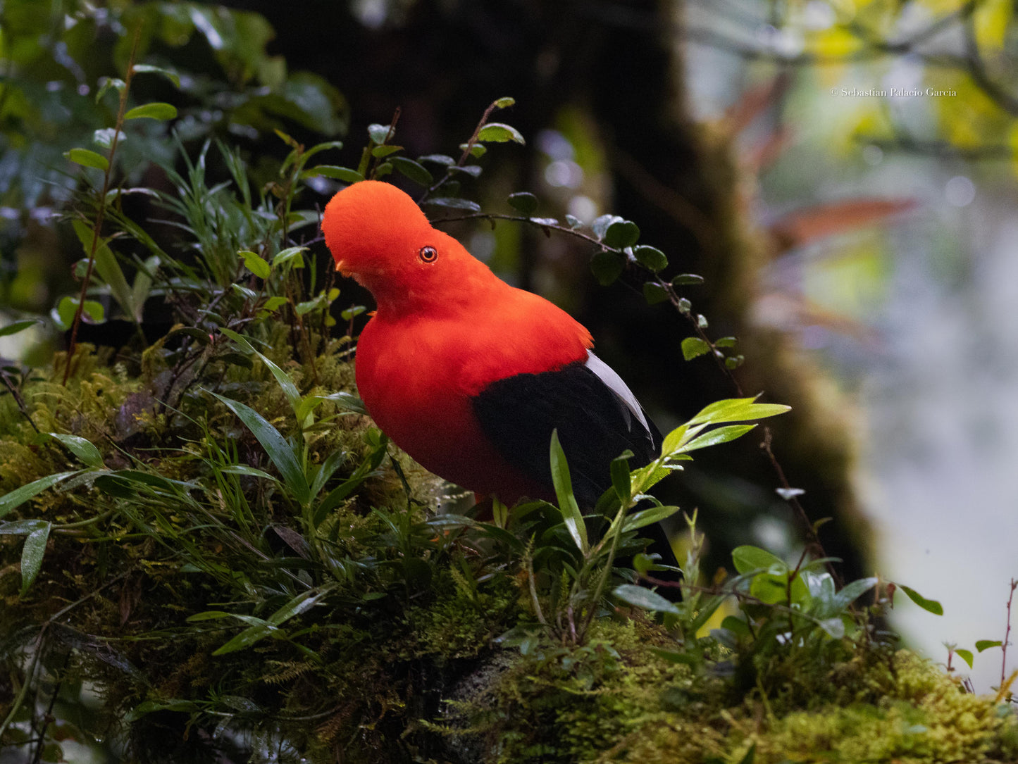 Jardin Birding Day Trip from Medellin (Andean Cock-of-the-Rocks & Oildbird targets)