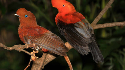 Jardin Birding Day Trip from Medellin (Andean Cock-of-the-Rocks & Oildbird targets)