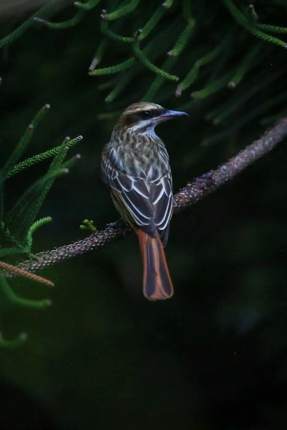 1 Participant (Private Tour) Medellín Birdwatching Half-Day Tour Medellin Real Adventure
