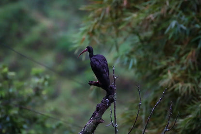 1 Participant (Private Tour) Medellín Birdwatching Half-Day Tour Medellin Real Adventure