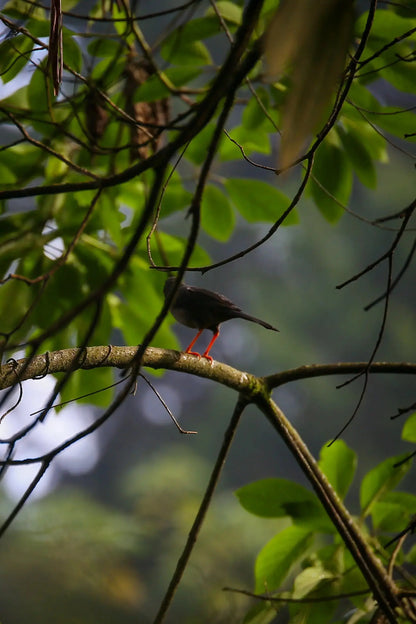 2 Participants (Private Tour) Medellín Birdwatching Half-Day Tour Medellin Real Adventure