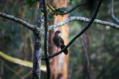 2 Participants (Private Tour) Medellín Birdwatching Half-Day Tour Medellin Real Adventure