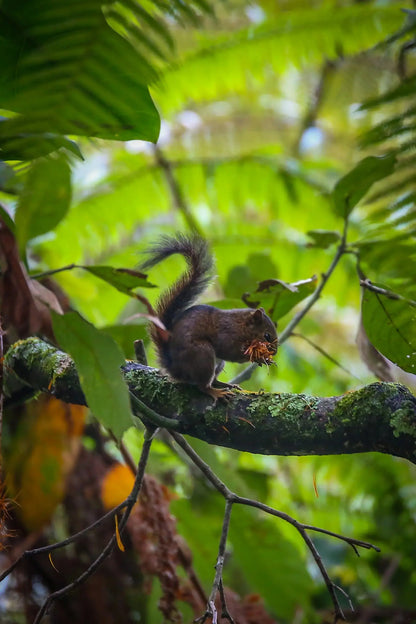 2 Participants (Private Tour) Medellín Birdwatching Half-Day Tour Medellin Real Adventure