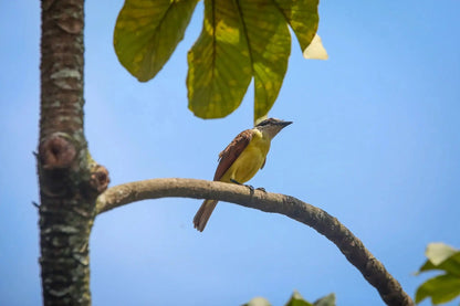1 Participant (Private Tour) Medellín Birdwatching Half-Day Tour Medellin Real Adventure