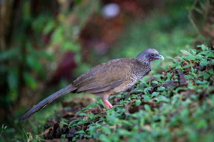 1 Participant (Private Tour) Medellín Birdwatching Half-Day Tour Medellin Real Adventure