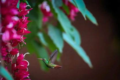 1 Participant (Private Tour) Medellín Birdwatching Half-Day Tour Medellin Real Adventure