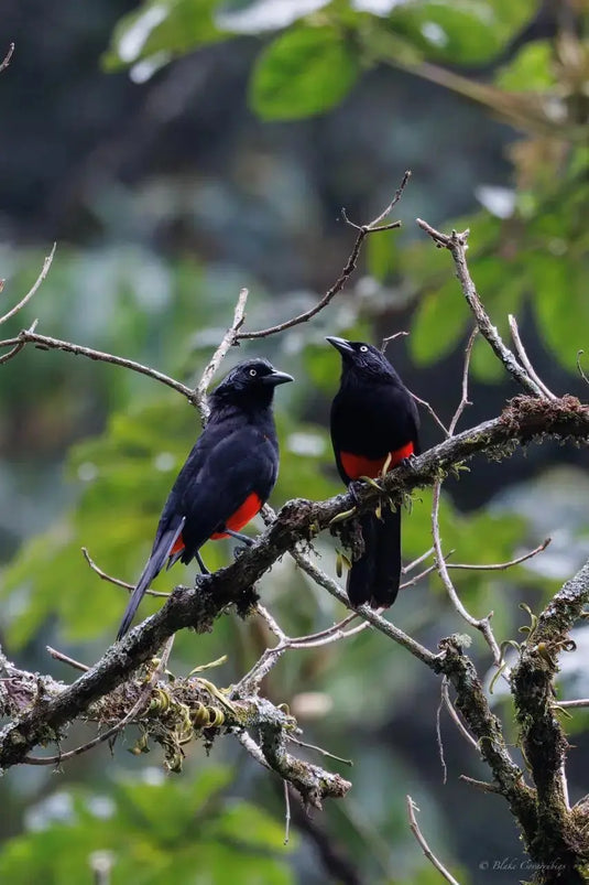 Birding Medellin Tour (Private Tour) Medellin Real Adventure