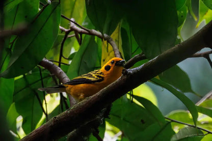 1 Participant (Private Tour) Medellín Birdwatching Half-Day Tour Medellin Real Adventure