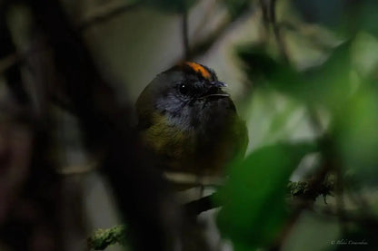 1 Participant (Private Tour) Medellín Birdwatching Half-Day Tour Medellin Real Adventure