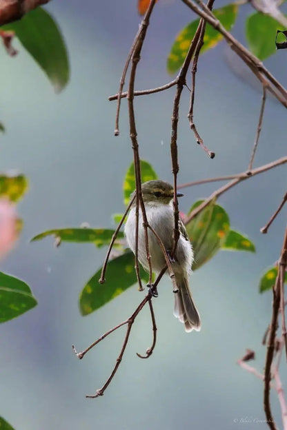 1 Participant (Private Tour) Medellín Birdwatching Half-Day Tour Medellin Real Adventure