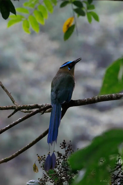 1 Participant (Private Tour) Medellín Birdwatching Half-Day Tour Medellin Real Adventure