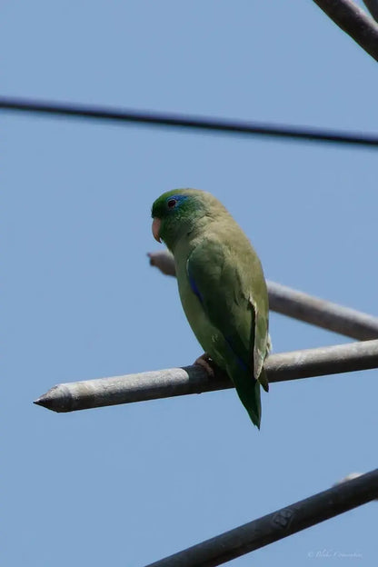 1 Participant (Private Tour) Medellín Birdwatching Half-Day Tour Medellin Real Adventure