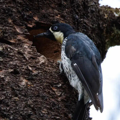 1 Participant (Private Tour) Medellín Birdwatching Half-Day Tour Medellin Real Adventure