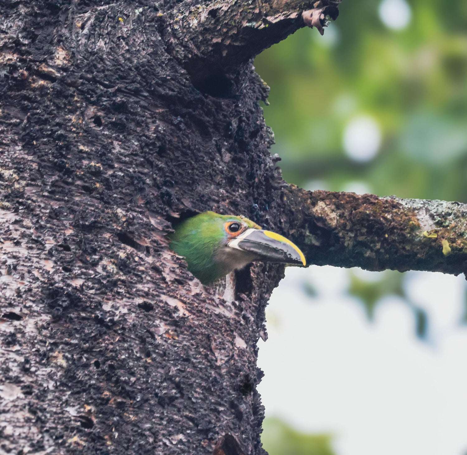 Birding Medellin Tour (Private Tour) Medellin Real Adventure