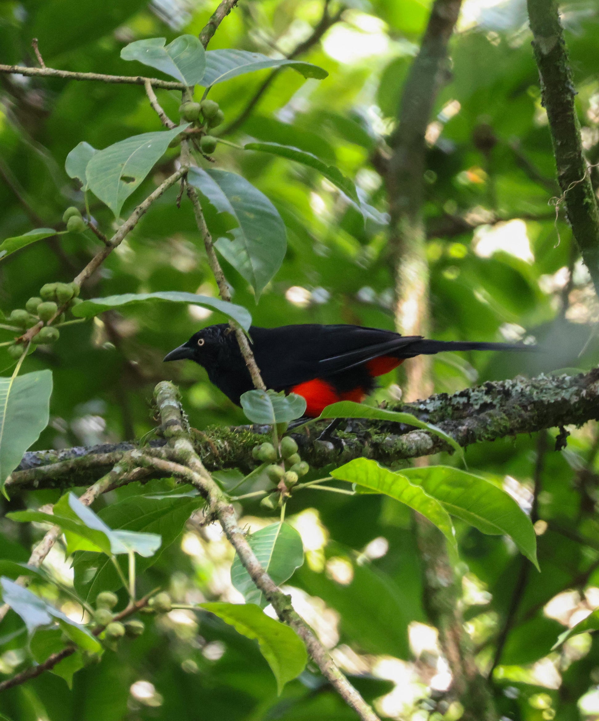 Birding Medellin Tour (Private Tour) Medellin Real Adventure
