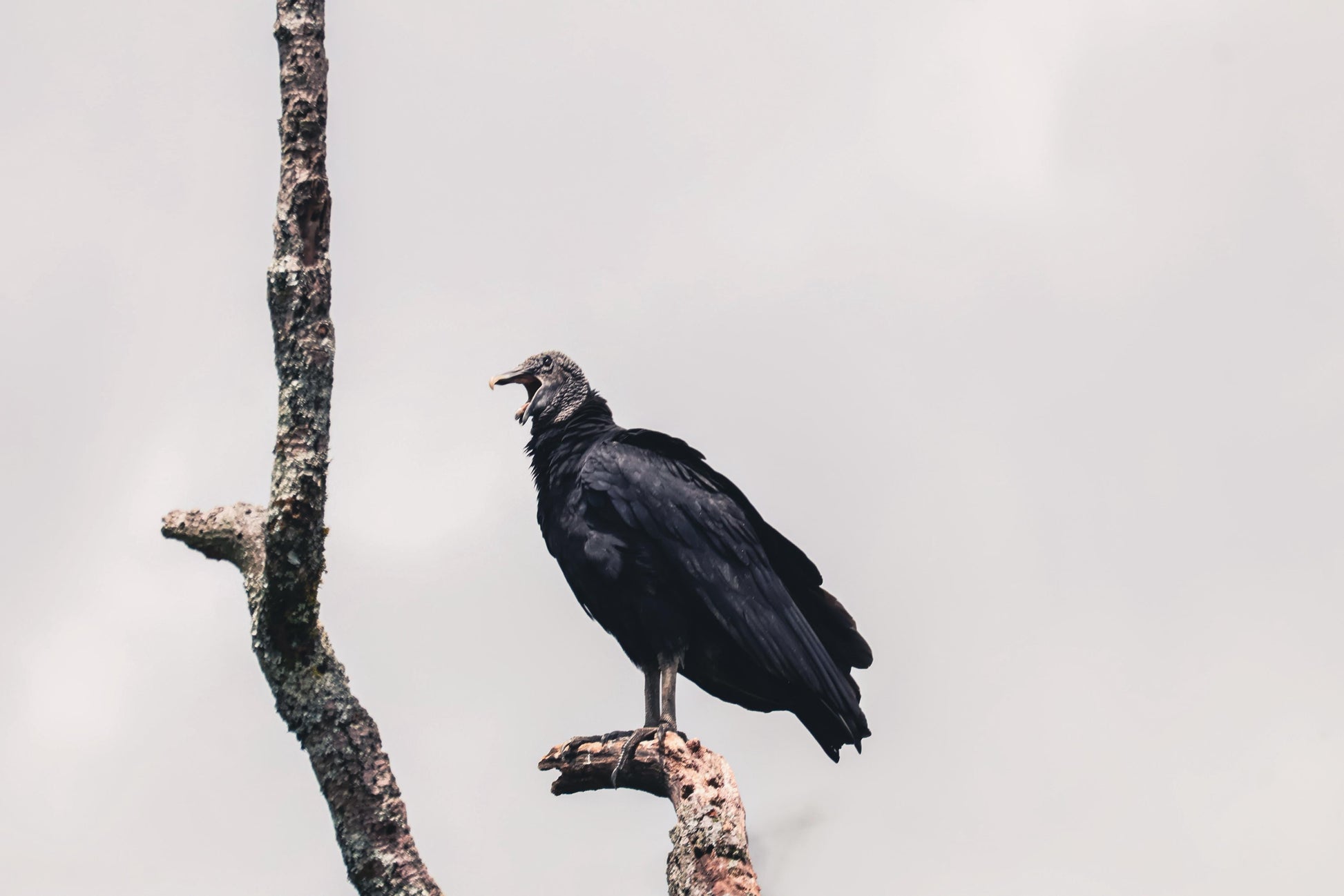 Birding Medellin Tour (Private Tour) Medellin Real Adventure