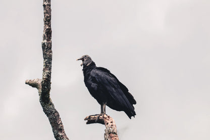Birding Medellin Tour (Private Tour) Medellin Real Adventure