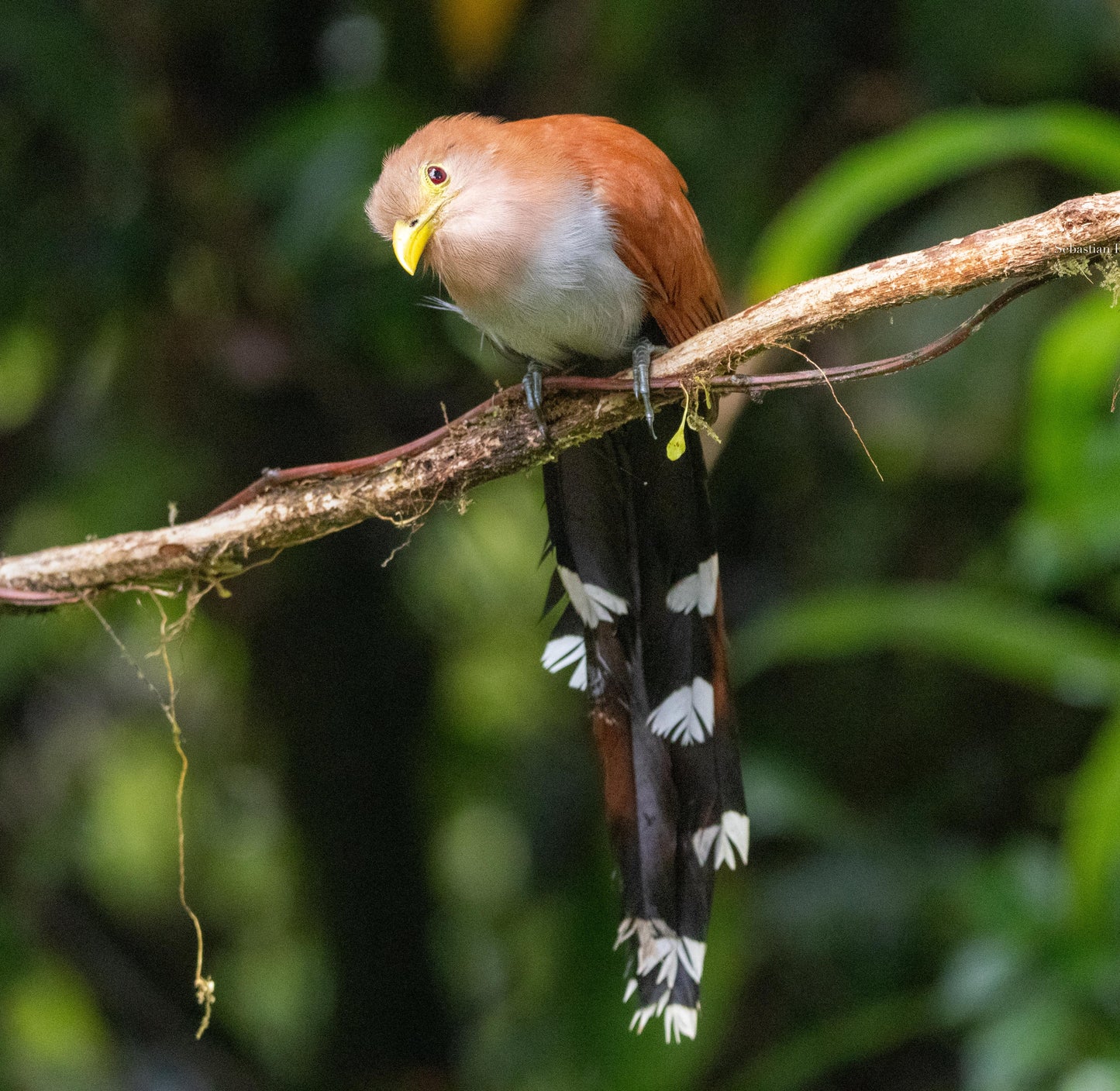 Jardin Birding Day Trip from Medellin (Andean Cock-of-the-Rocks & Oildbird targets)