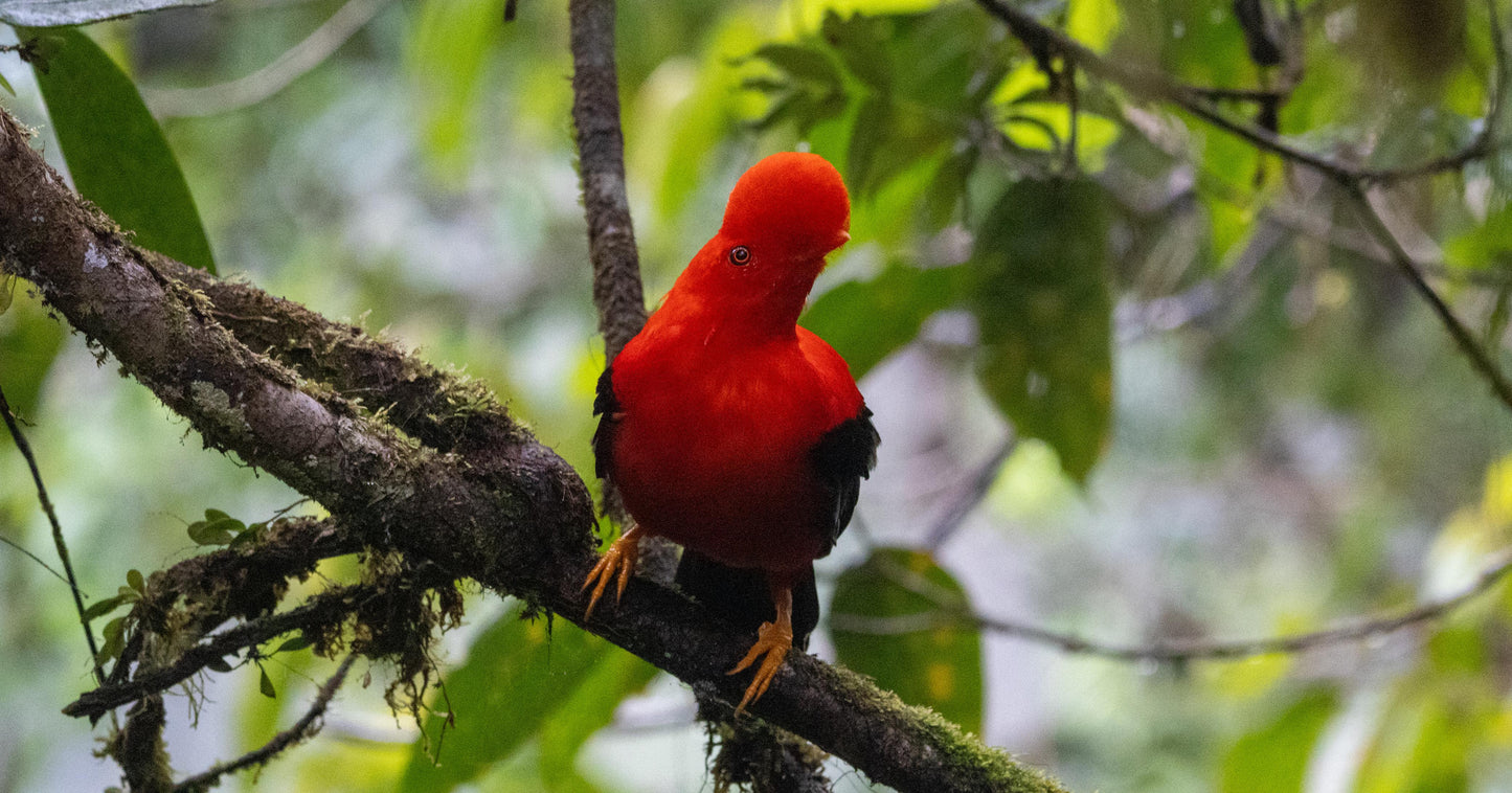 Jardin Birding Day Trip from Medellin (Andean Cock-of-the-Rocks & Oildbird targets)