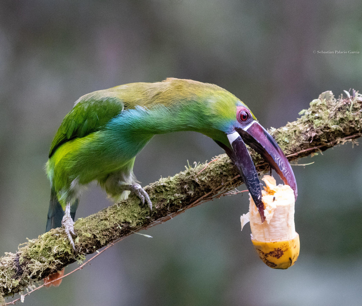 Jardin Birding Day Trip from Medellin (Andean Cock-of-the-Rocks & Oildbird targets)
