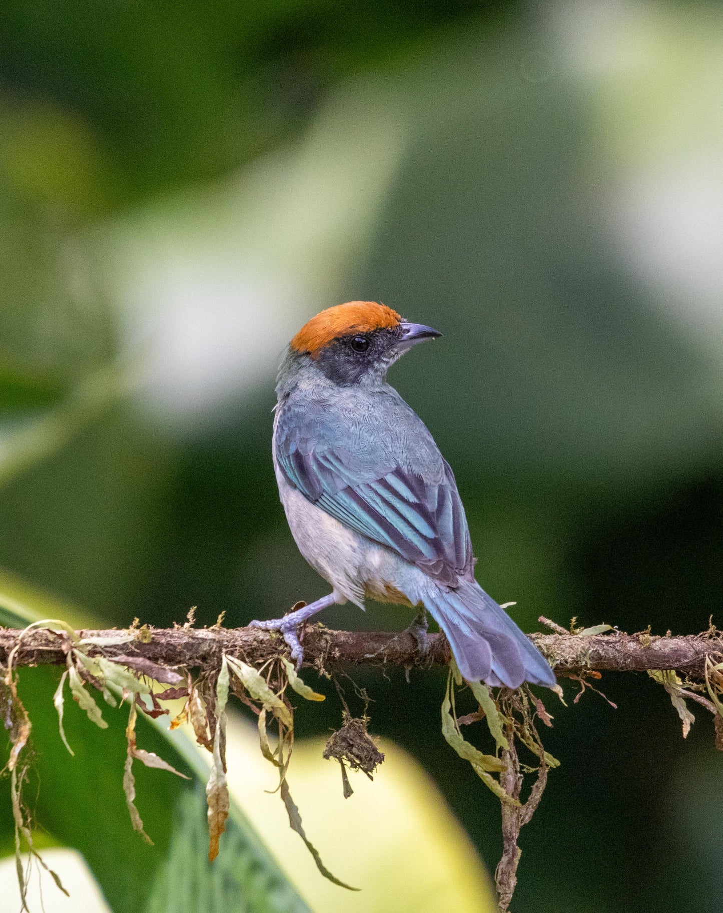 Jardin Birding Day Trip from Medellin (Andean Cock-of-the-Rocks & Oildbird targets)