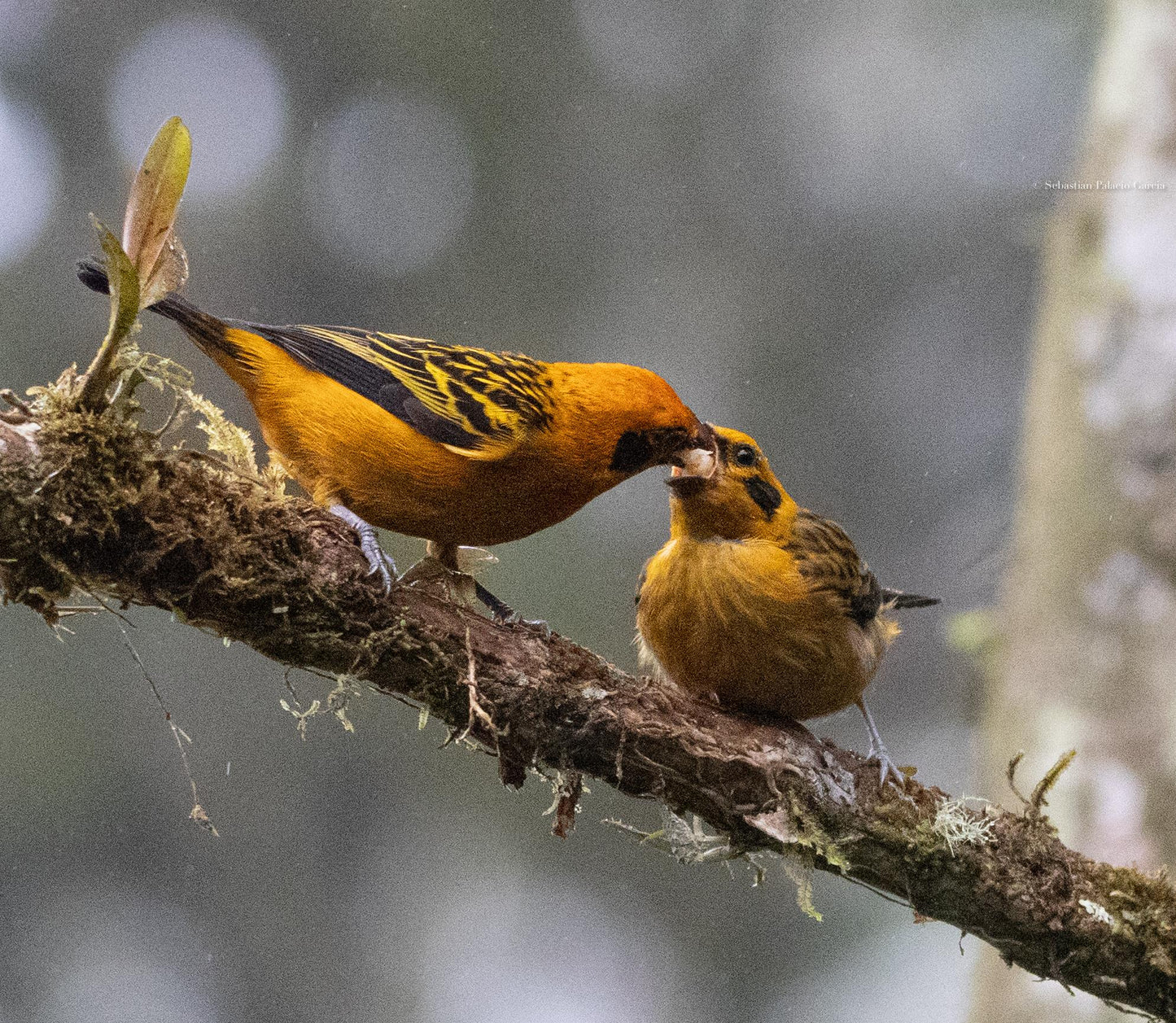 Jardin Birding Day Trip from Medellin (Andean Cock-of-the-Rocks & Oildbird targets)