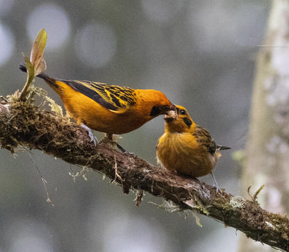 Jardin Birding Day Trip from Medellin (Andean Cock-of-the-Rocks & Oildbird targets)