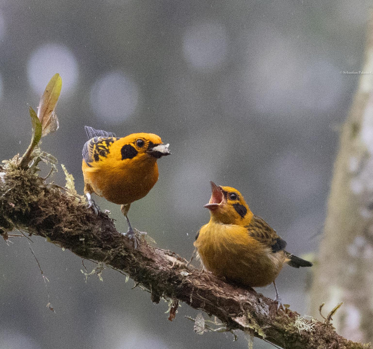 Jardin Birding Day Trip from Medellin (Andean Cock-of-the-Rocks & Oildbird targets)