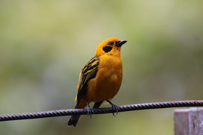 Jardin Birding Day Trip from Medellin (Andean Cock-of-the-Rocks & Oildbird targets)