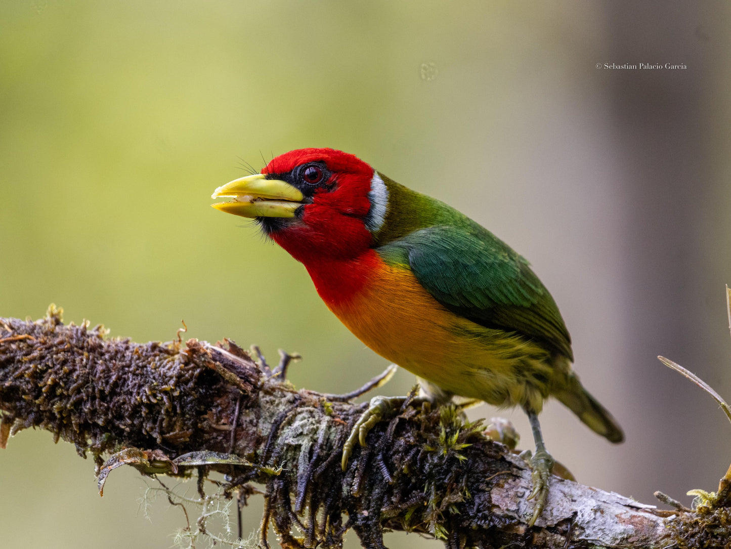Jardin Birding Day Trip from Medellin (Andean Cock-of-the-Rocks & Oildbird targets)
