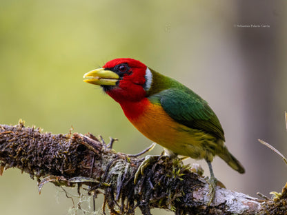 Jardin Birding Day Trip from Medellin (Andean Cock-of-the-Rocks & Oildbird targets)