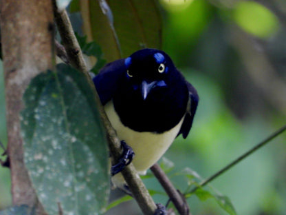 Jardin Birding Day Trip from Medellin (Andean Cock-of-the-Rocks & Oildbird targets)