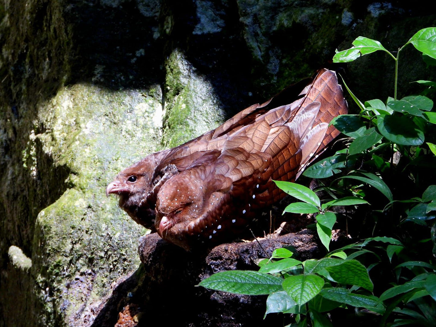 Jardin Birding Day Trip from Medellin (Andean Cock-of-the-Rocks & Oildbird targets)