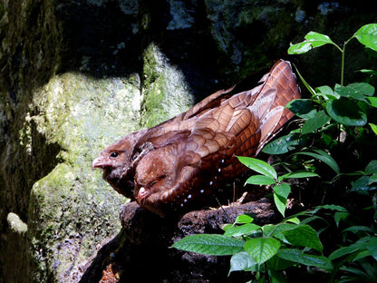 Jardin Birding Day Trip from Medellin (Andean Cock-of-the-Rocks & Oildbird targets)